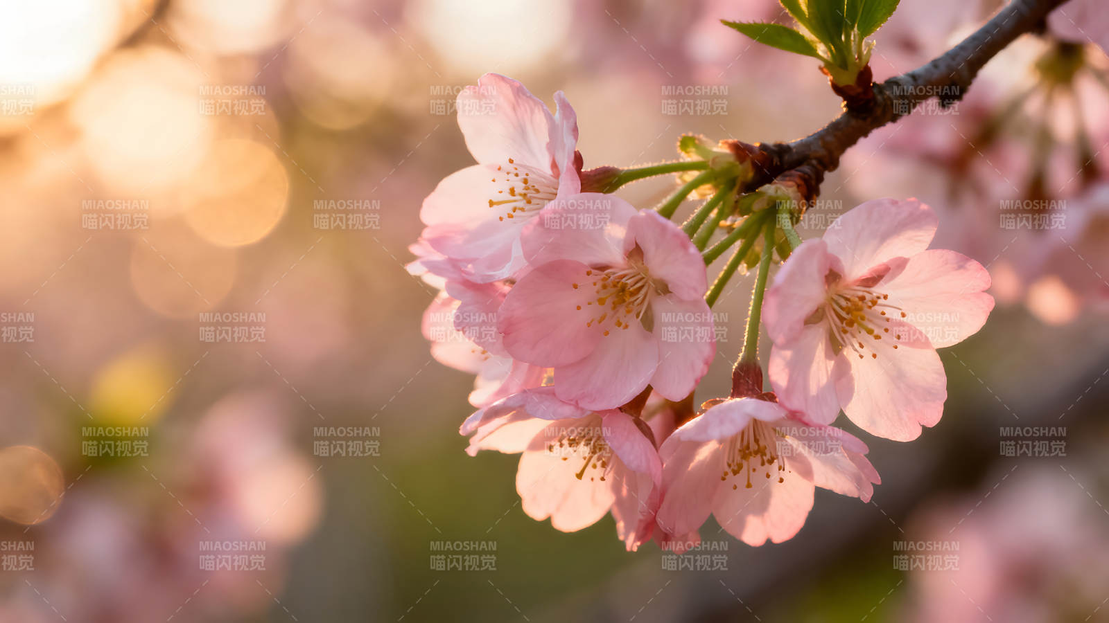 樱花盛开阳光洒落花瓣娇艳图片