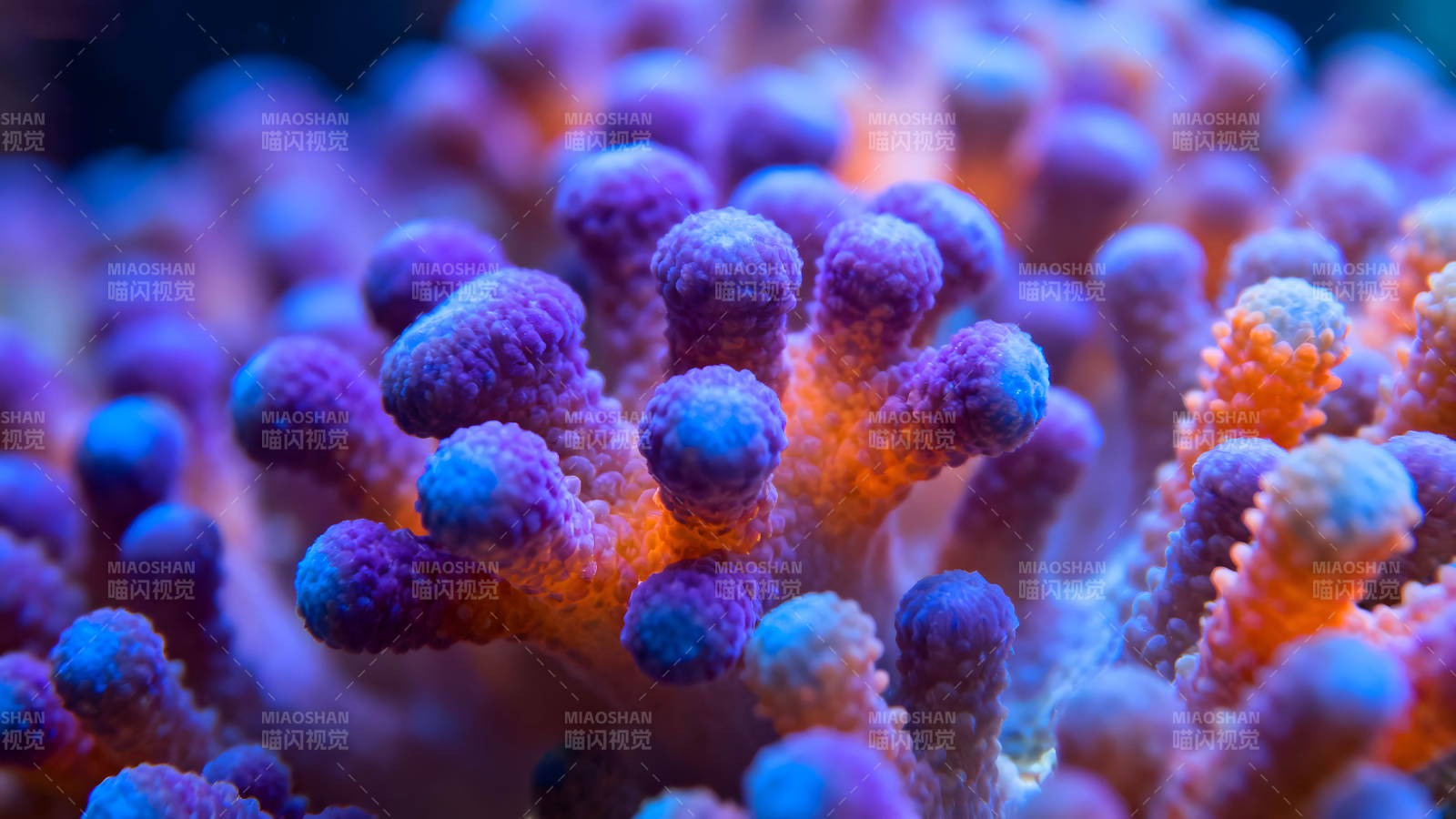 绚丽珊瑚礁特写展示微观世界图片