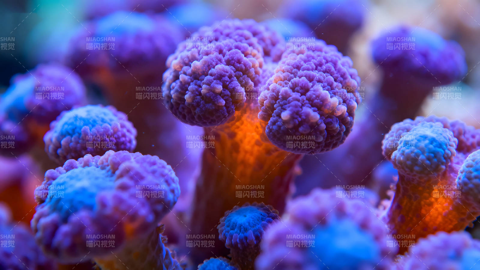 绚丽珊瑚礁微距特写图片