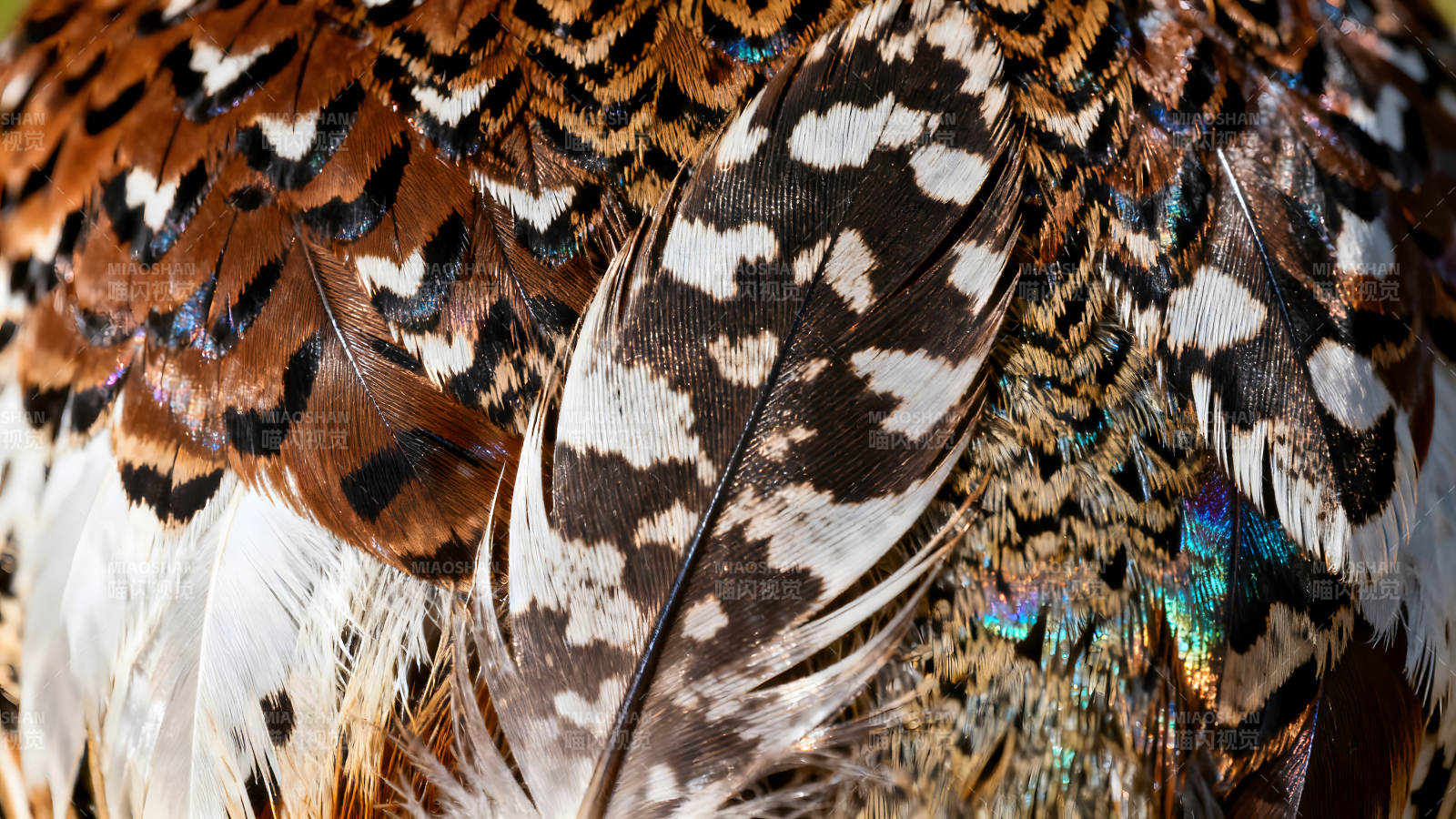 羽毛的特写颜色丰富多彩层次分明图片