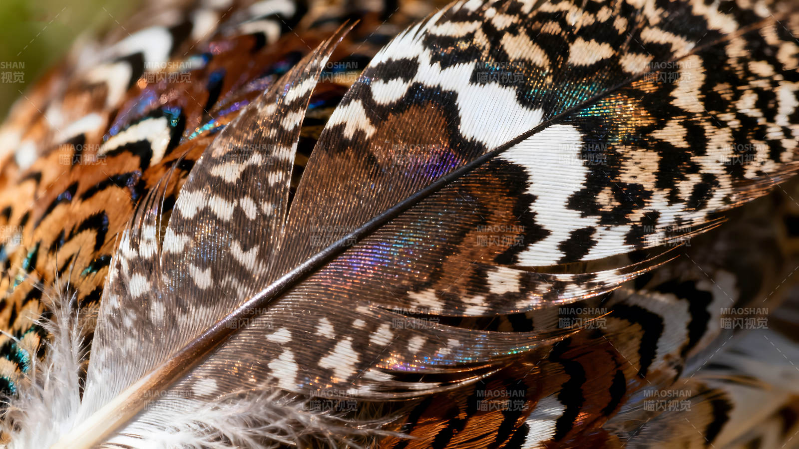 鸟类羽毛细节特写色彩纹理质感图片