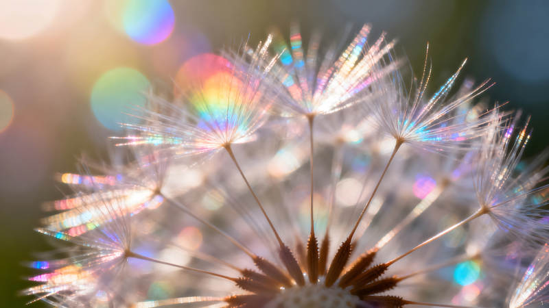 蒲公英闪耀光芒梦幻景象图片