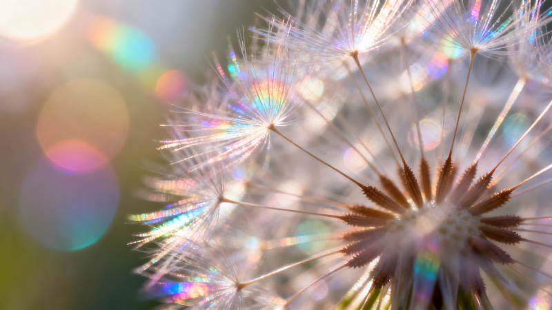 蒲公英的梦幻光彩图片