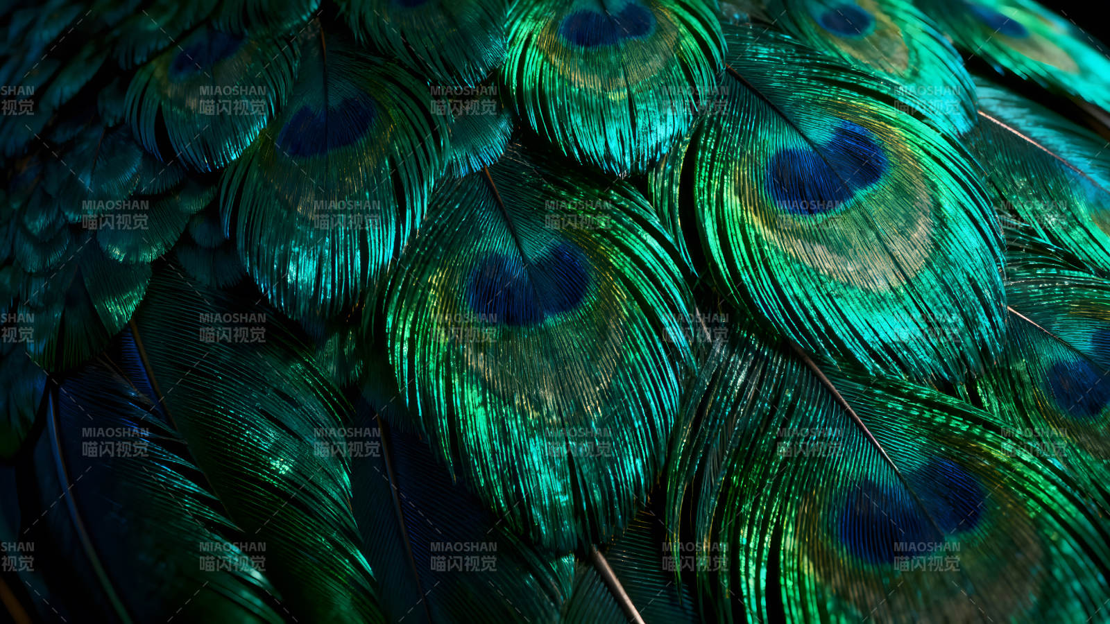 孔雀羽毛的特写色彩鲜艳质感细腻图片
