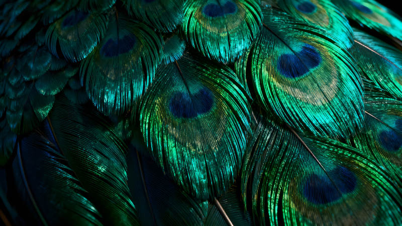 孔雀羽毛的特写色彩鲜艳质感细腻图片