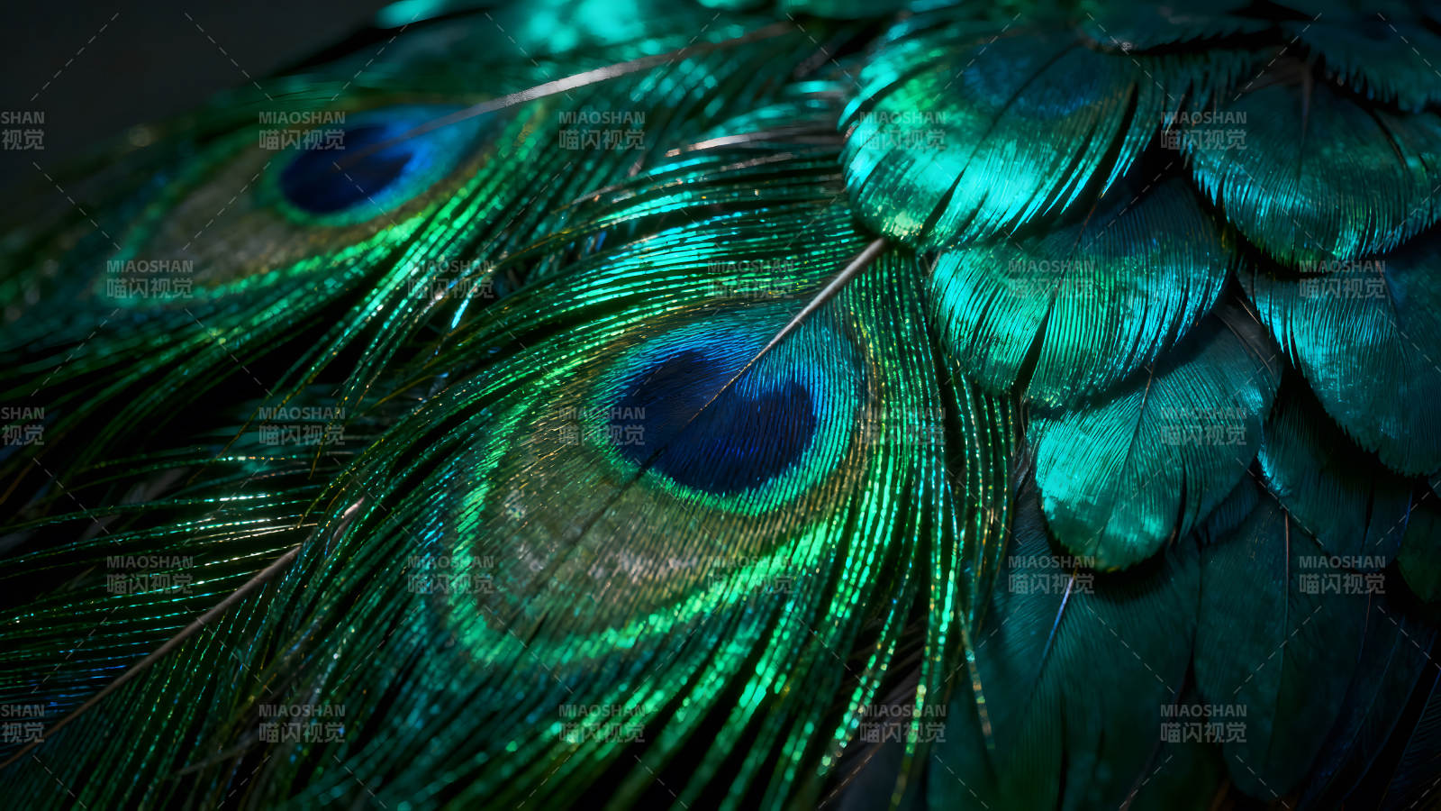 孔雀羽毛特写展示绚丽色彩图片