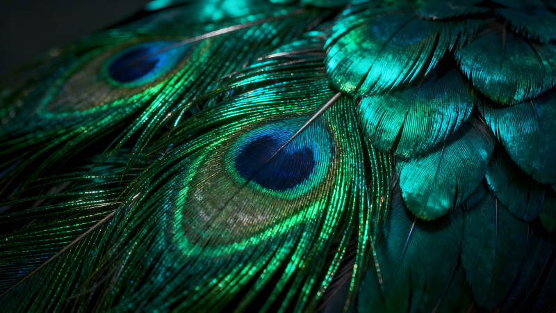 孔雀羽毛特写展示绚丽色彩图片