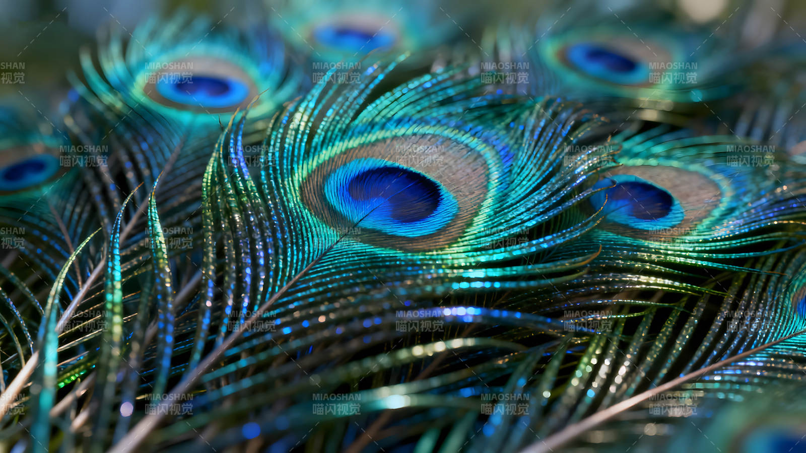 孔雀羽毛特写呈现精致细节图片