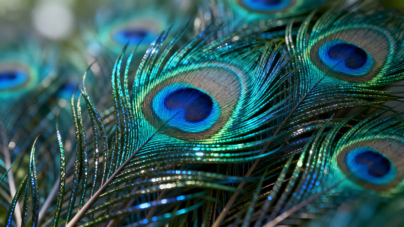 孔雀羽毛特写蓝绿色泽图片