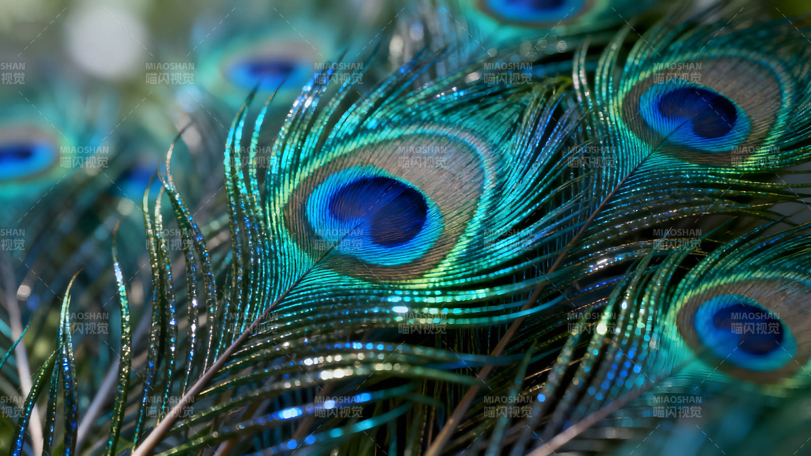 孔雀羽毛特写蓝绿色泽图片