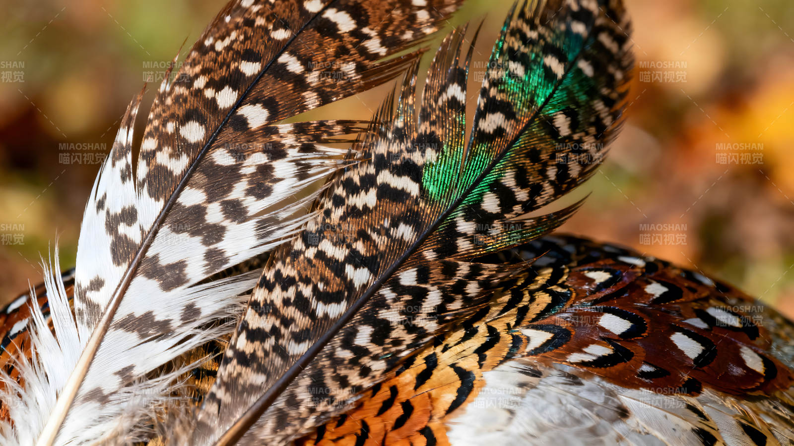 羽毛特写展示鸟类美丽纹理图片