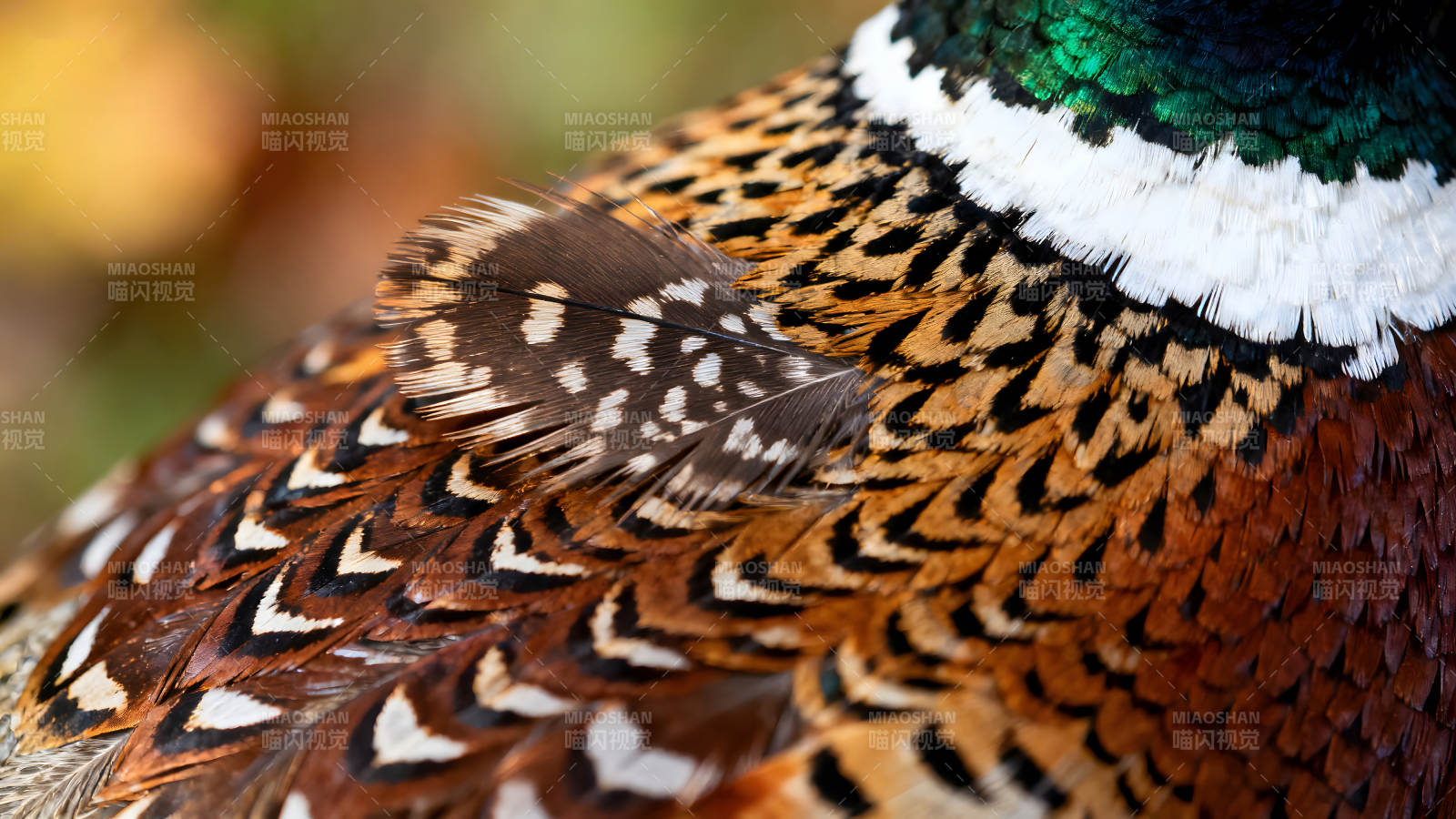 华丽的雉鸡羽毛特写图片