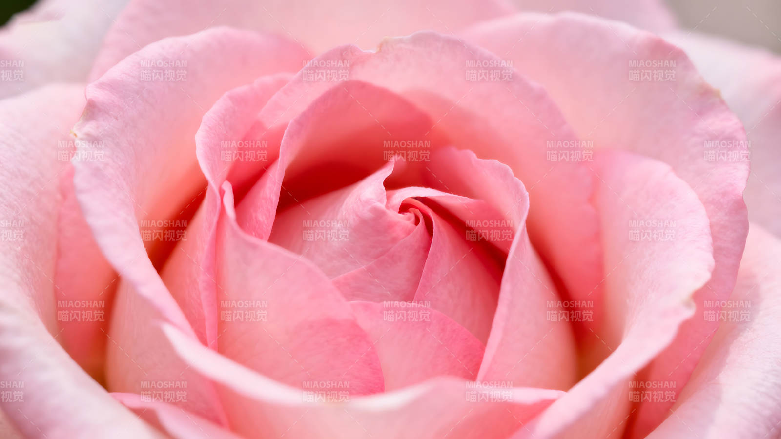 粉色玫瑰花瓣特写细腻柔美图片