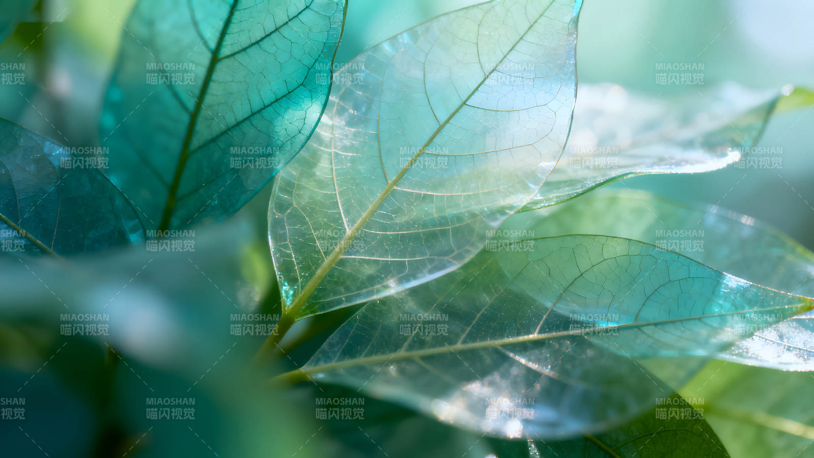 剔透叶脉翠绿叶片光影交织自然之美图片