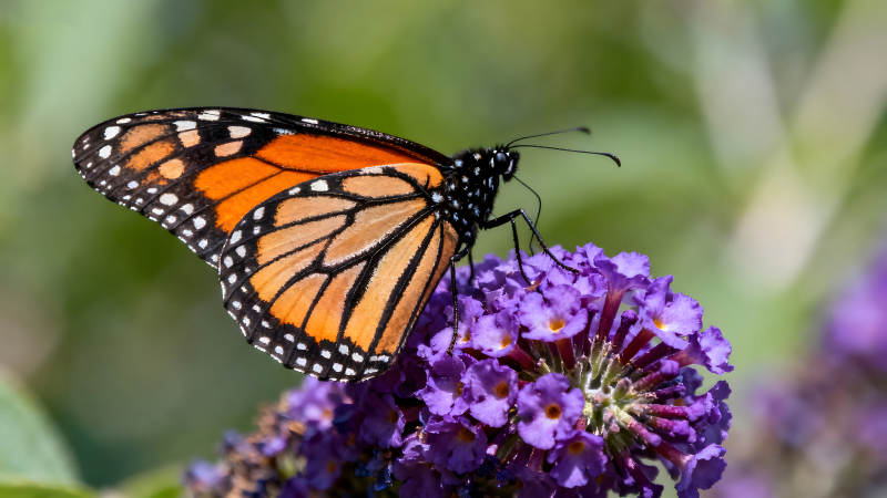 蝴蝶停在紫色花朵上图片