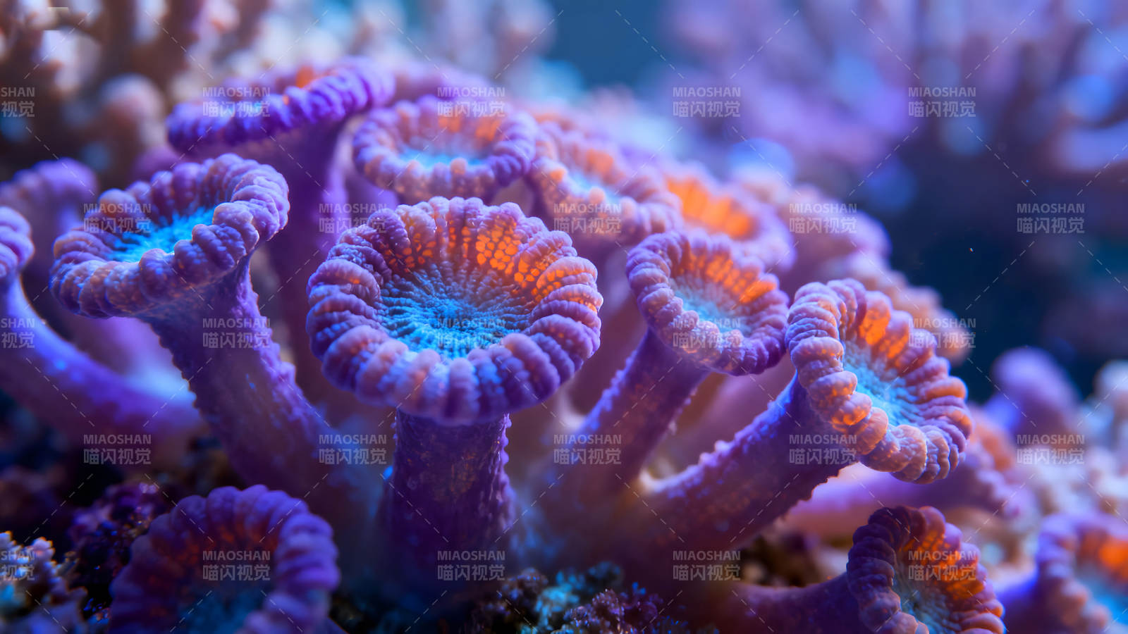 珊瑚特写呈现海洋生物之美图片