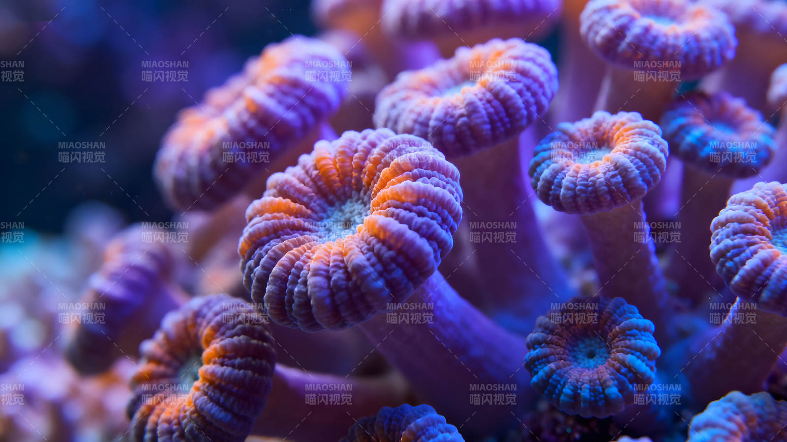 珊瑚礁的微观世界色彩斑斓图片