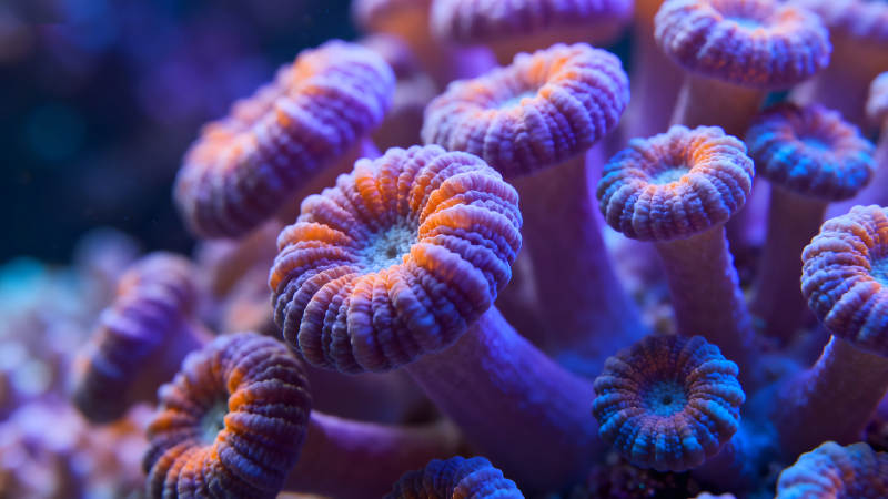 珊瑚礁的微观世界色彩斑斓图片