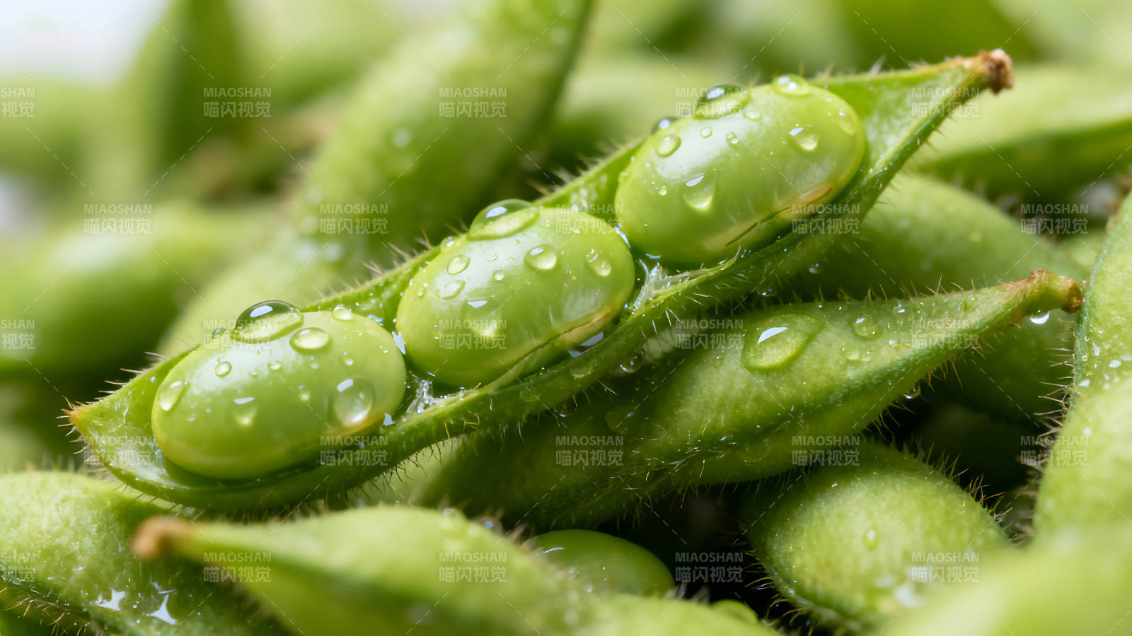 新鲜青豆晶莹剔透鲜嫩欲滴图片