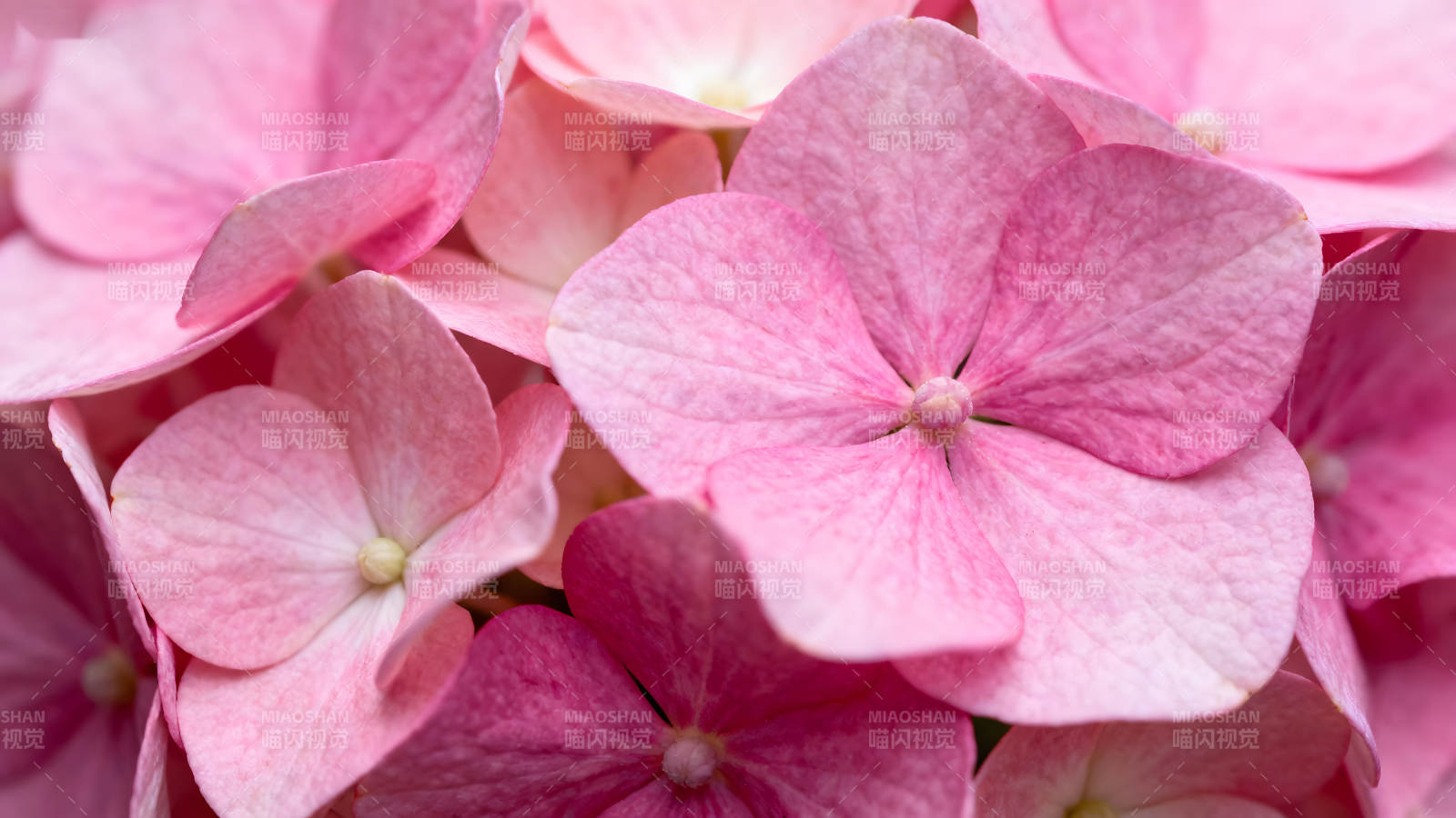 粉色绣球花特写展现图片