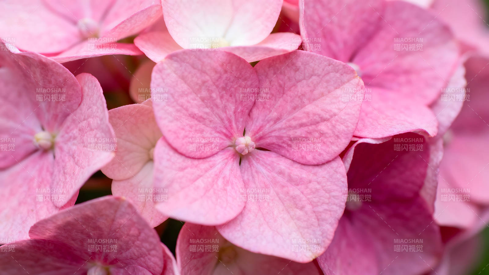 粉色绣球花特写镜头展现细腻花瓣图片