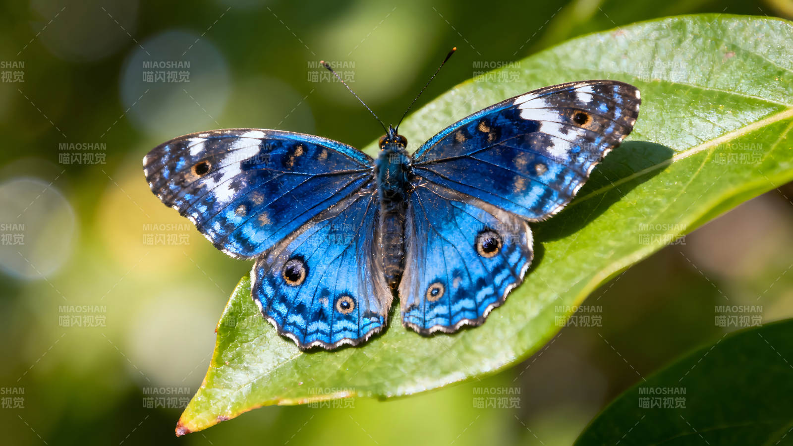 蓝蝴蝶停留在绿叶上图片
