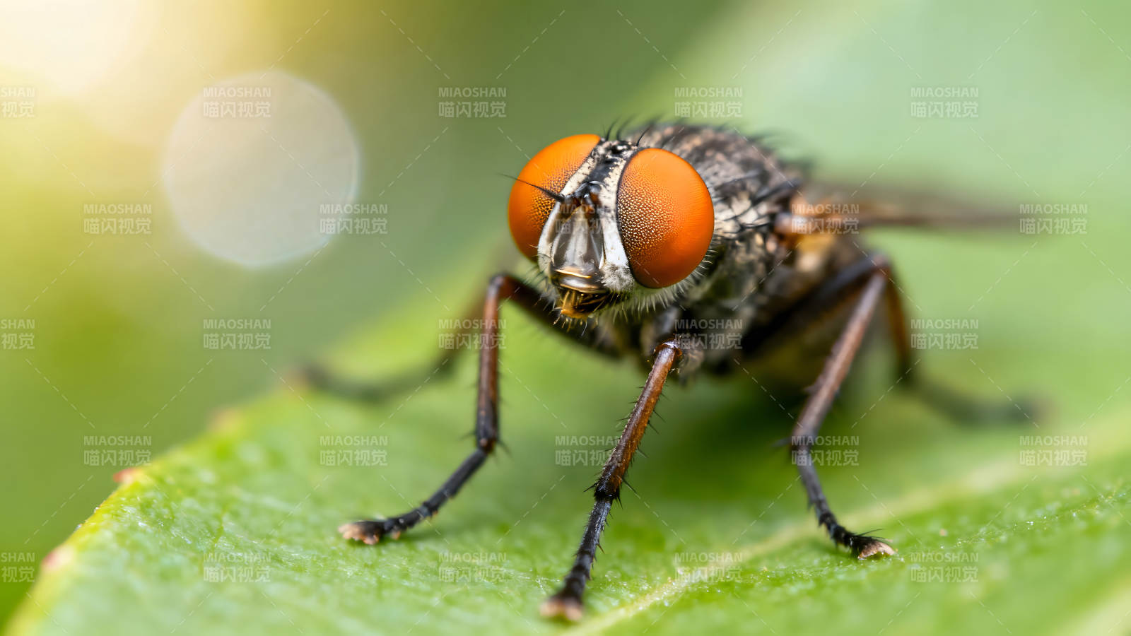 苍蝇特写照片翠绿叶片图片