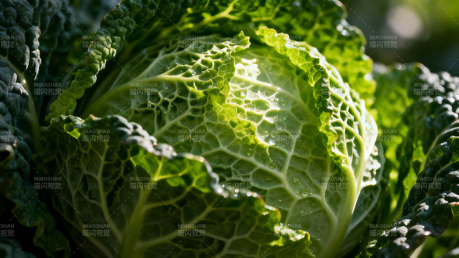 翠绿包菜特写光线照射清晰图片