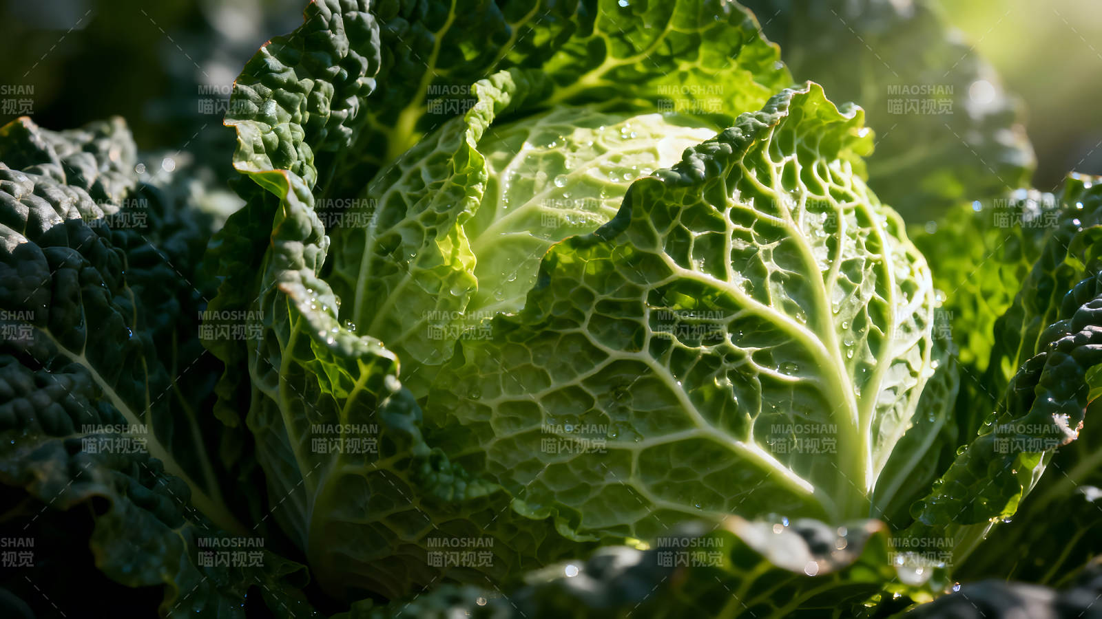 翠绿卷心菜特写阳光照耀图片