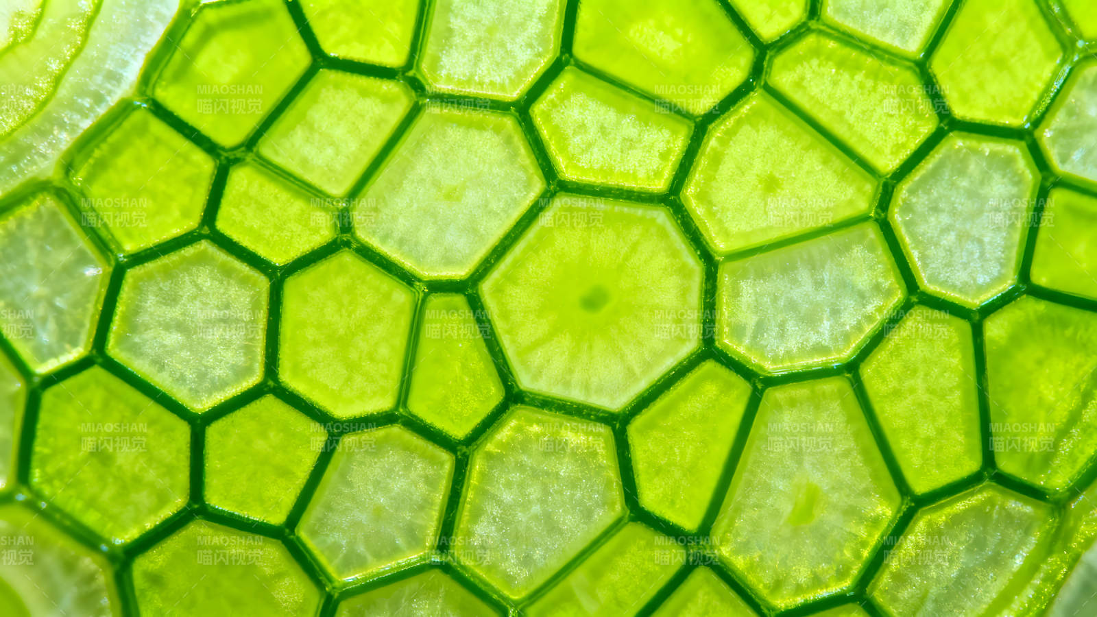 细胞组织结构光线下的叶片图片