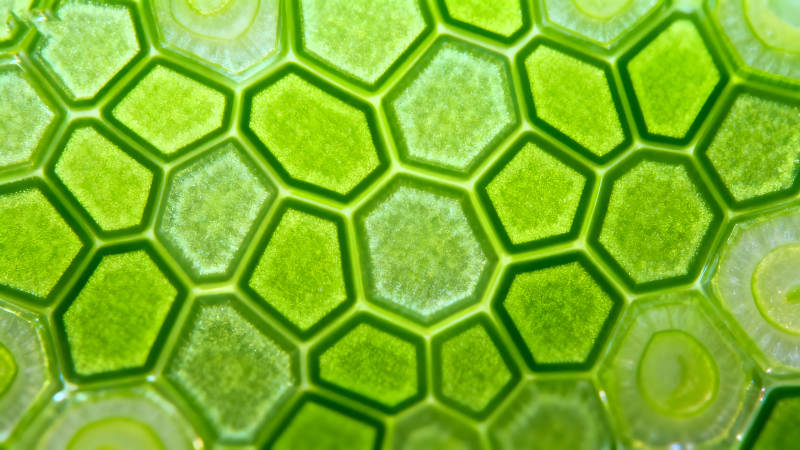 青葱横切面微观细节图片