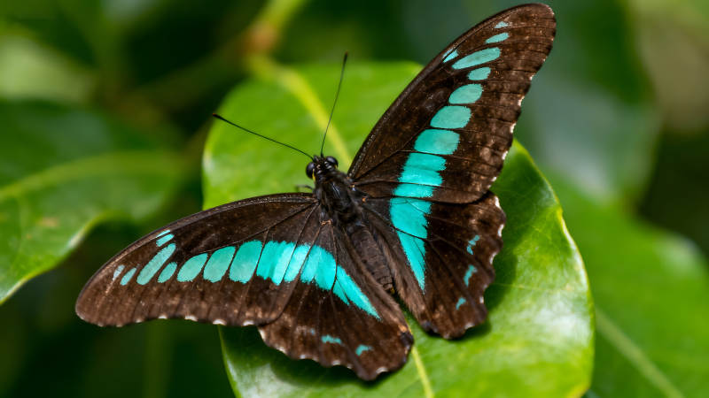 蝴蝶停在叶子上色彩鲜艳图片
