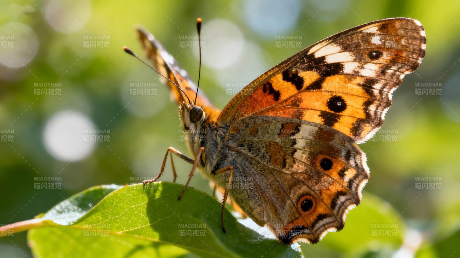 蝴蝶在绿叶上停留的特写图片