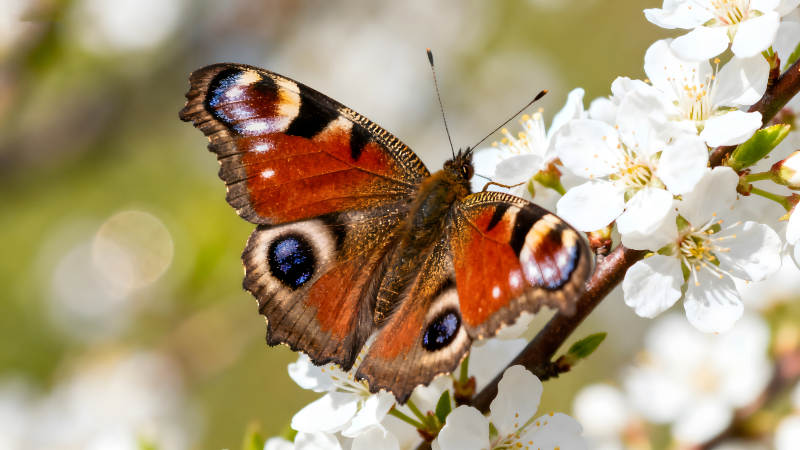 蝴蝶栖息在白色花朵上图片