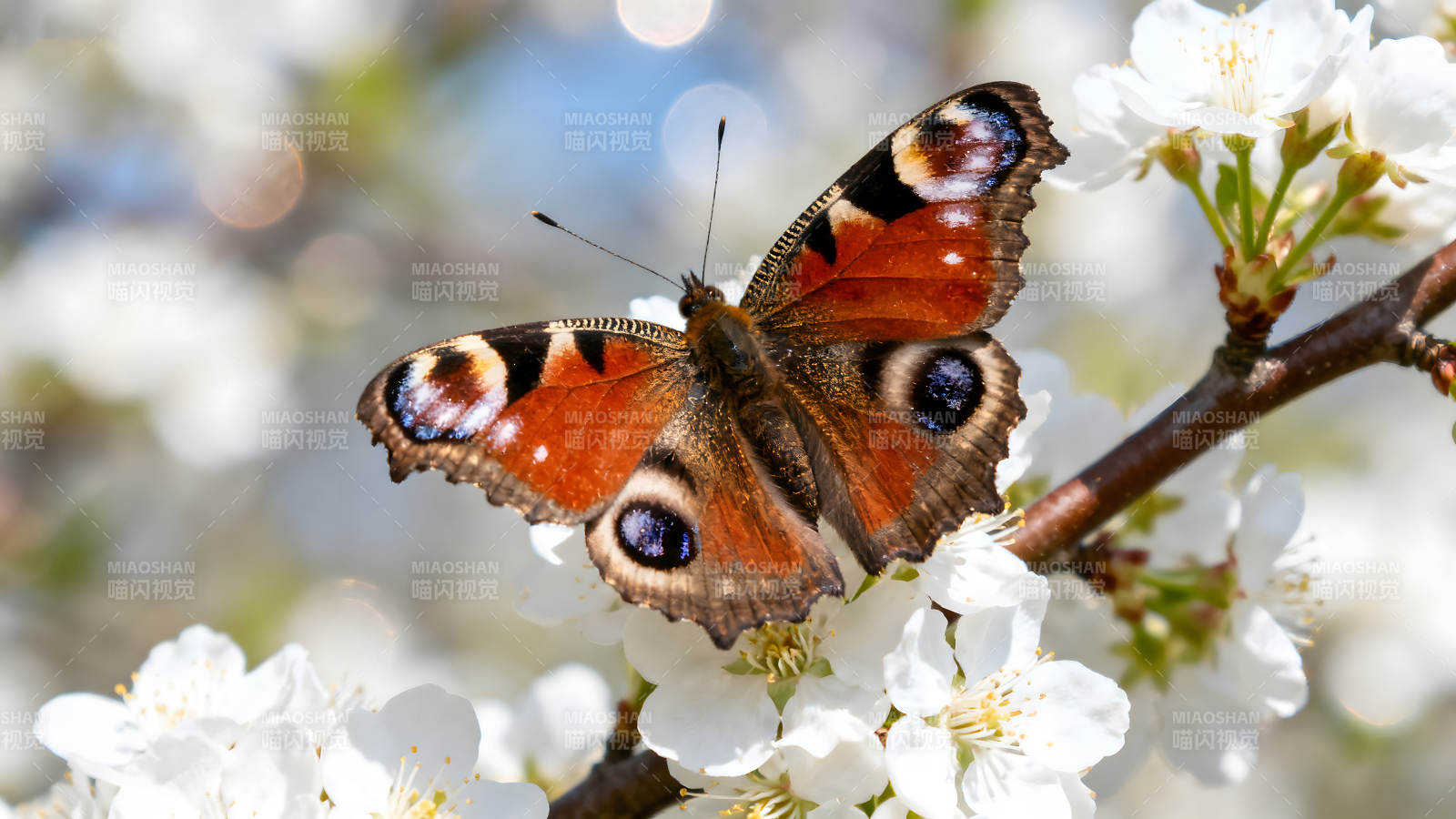 蝴蝶栖息白色花朵之上图片