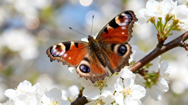 蝴蝶栖息白色花朵之上图片