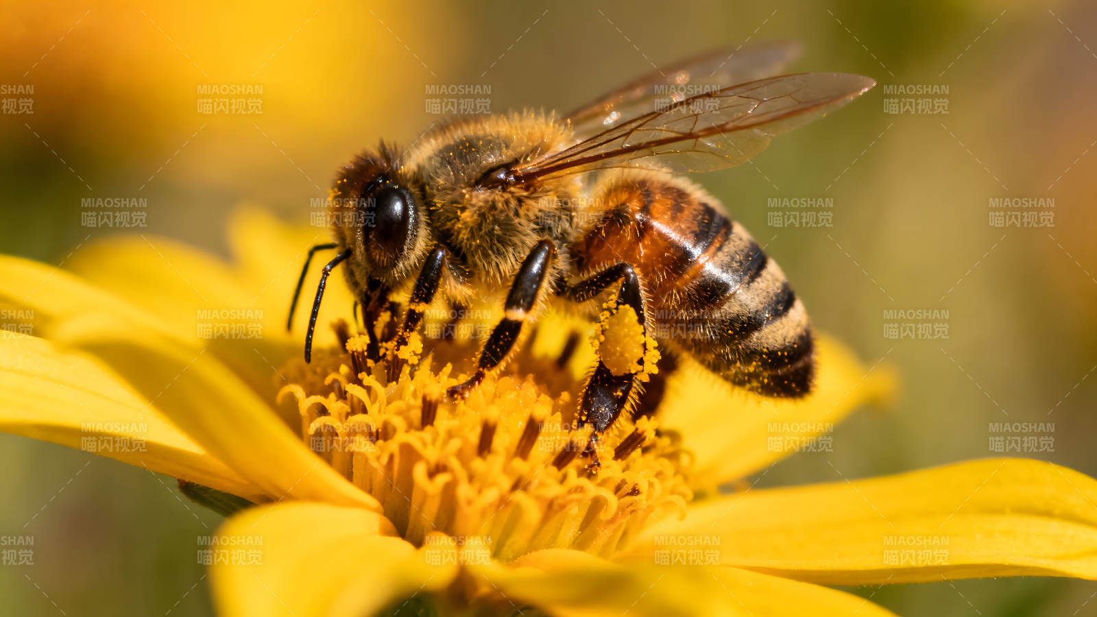 蜜蜂在黄色花朵上采蜜图片