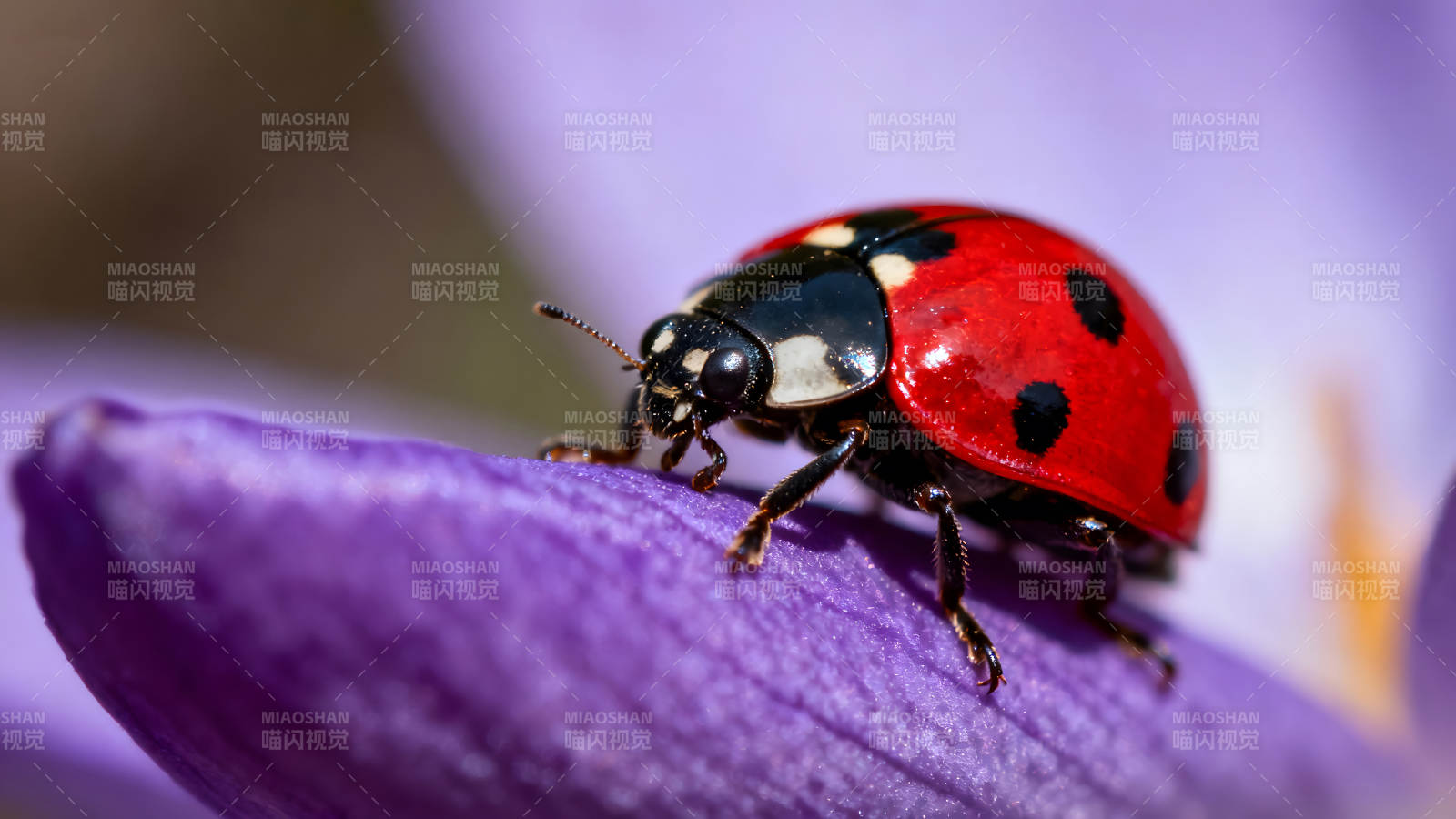 瓢虫栖息在紫色花瓣上图片