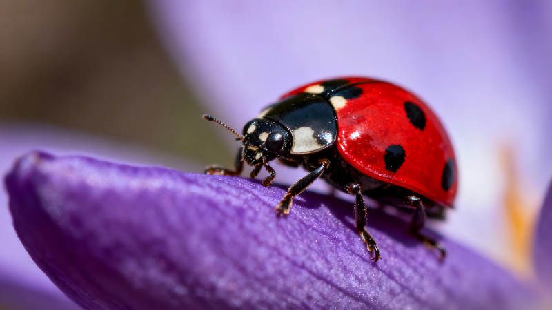瓢虫栖息在紫色花瓣上图片