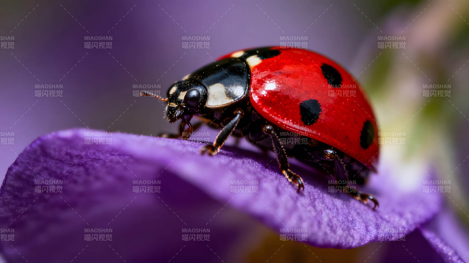红色的瓢虫停在紫色的花瓣上图片