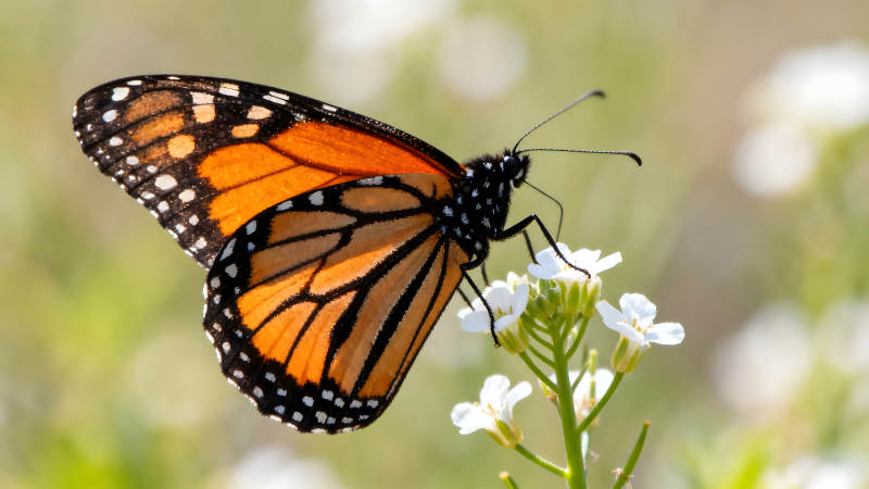 蝴蝶停在花朵上吸食花蜜图片