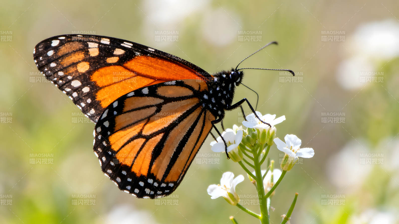 蝴蝶停在花朵上吸食花蜜图片