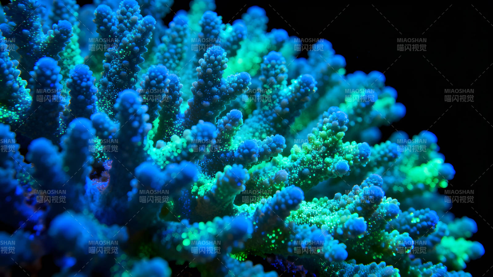 珊瑚礁特写鲜艳蓝色与绿色图片