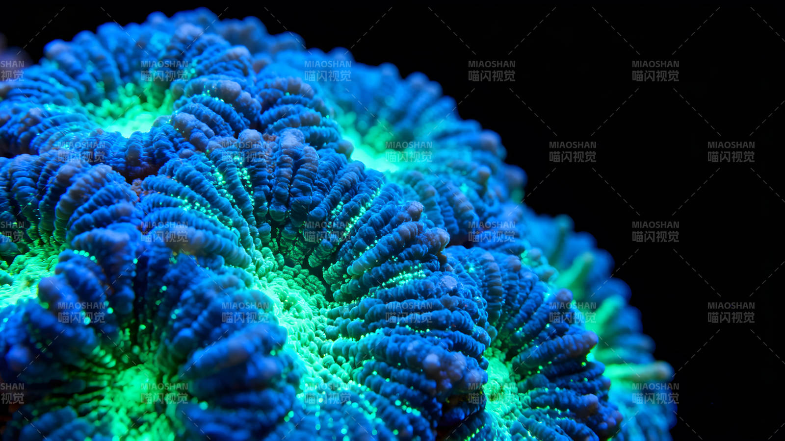 珊瑚礁特写展现奇妙色彩图片