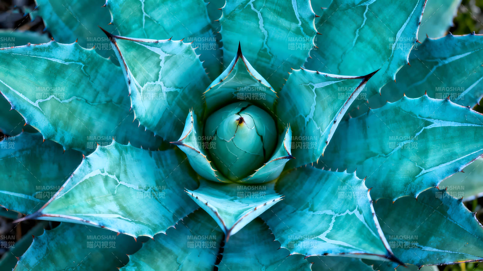 蓝绿色多肉植物特写镜头图片
