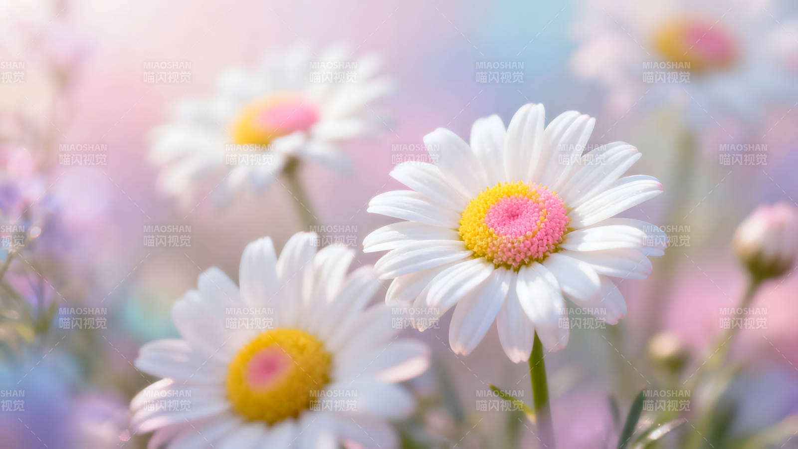 盛开的雏菊在柔和光线下绽放图片