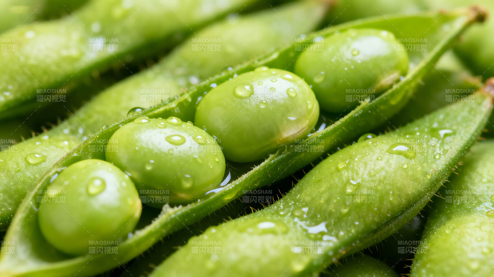 新鲜青豆特写晶莹剔透水珠图片