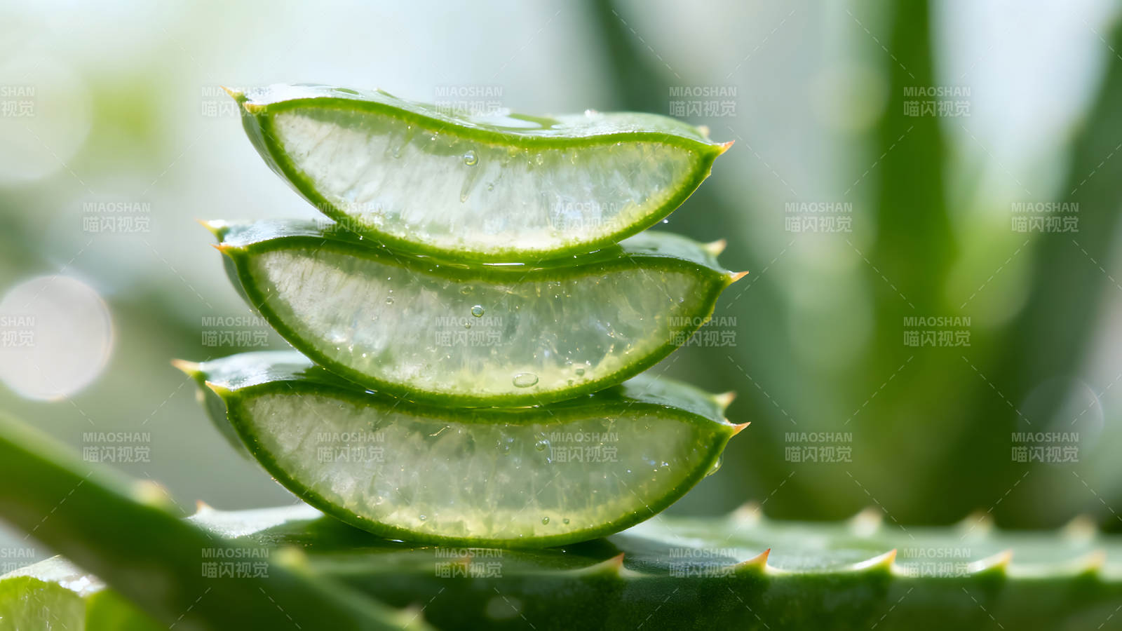 透明的芦荟切片特写清新植物图片