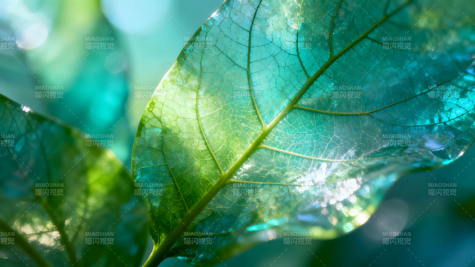 晶莹剔透的叶片沐浴阳光图片