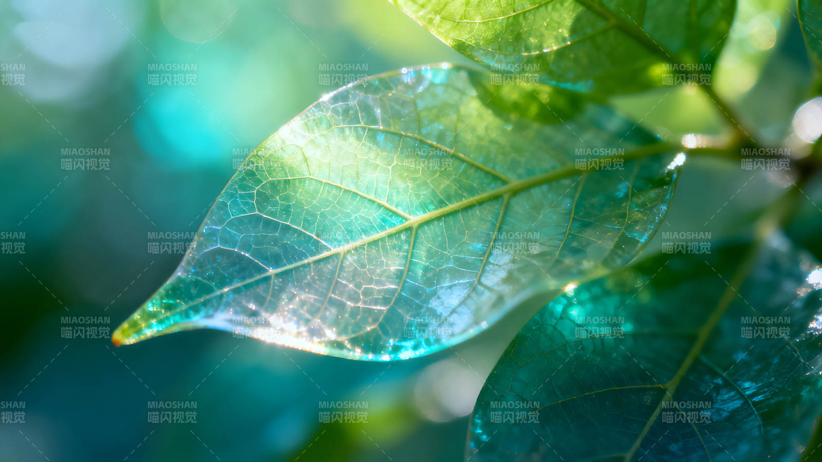 透光叶片细节自然光影梦幻图片